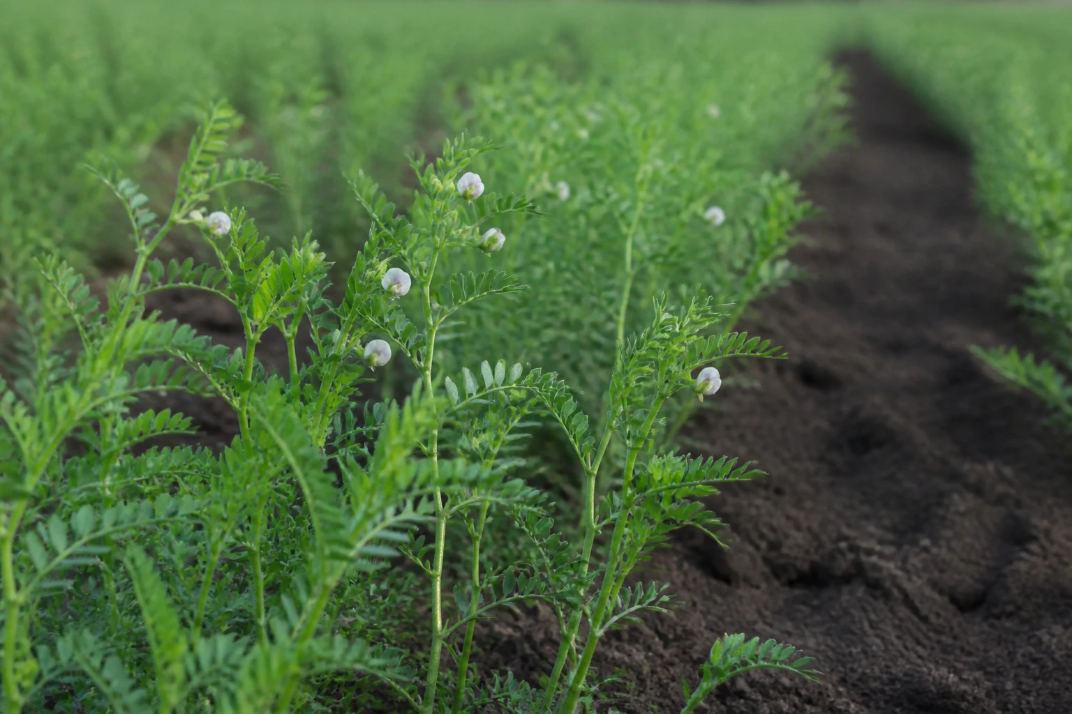Jeunes plants de lentilles avec tiges fines et petites fleurs blanches en rang dans un jardin