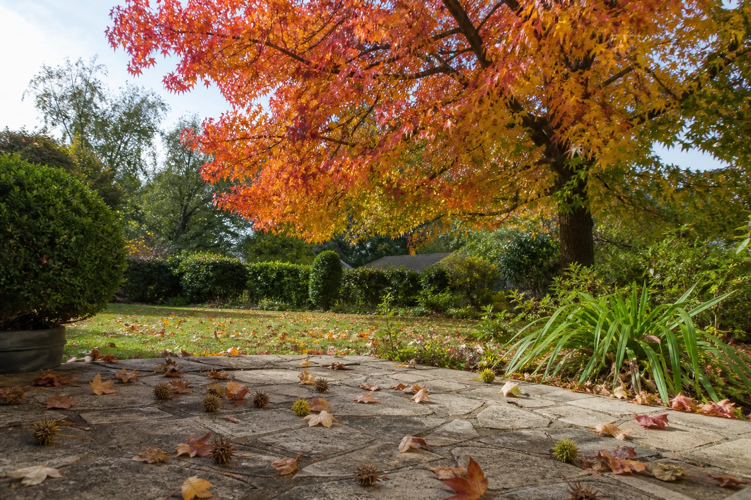 Liquidambar adulte au feuillage automnal rouge orangé avec fruits épineux tombés sur une terrasse