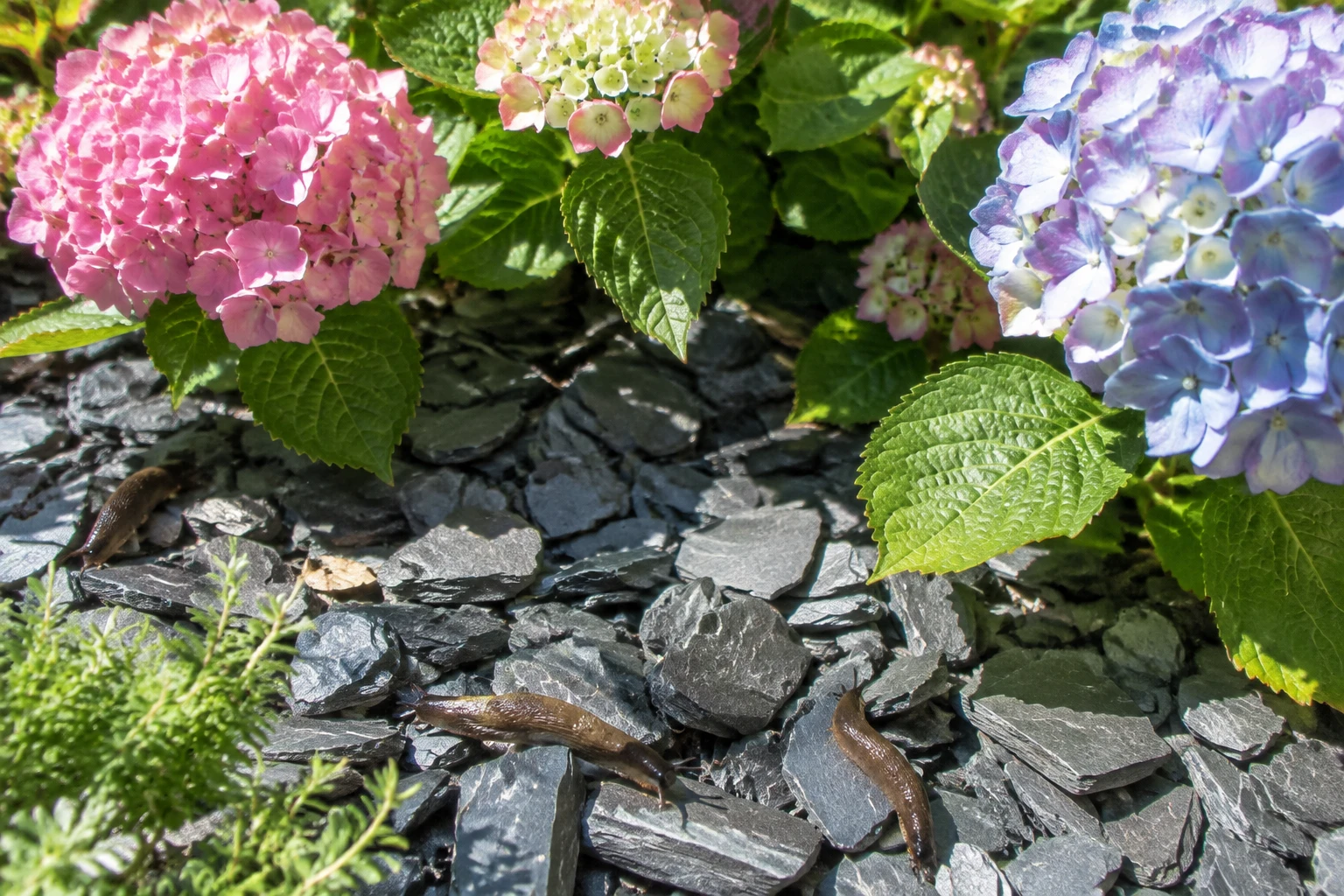 Paillage ardoise : les inconvénients à connaître avant d&rsquo;acheter