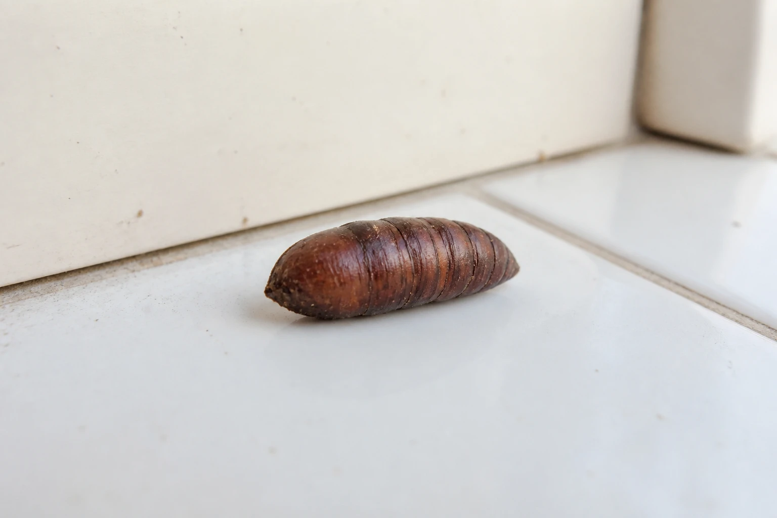 Pupe de mouche brune ovale posée sur un carrelage blanc de cuisine